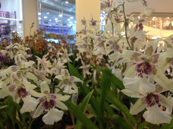 Mostra de Orquídeas no Caxias Shopping 2