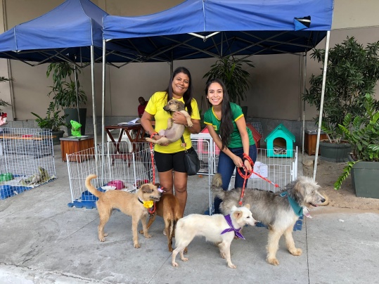 Busucão no Caxias Shopping cães para adoção foto 1 X